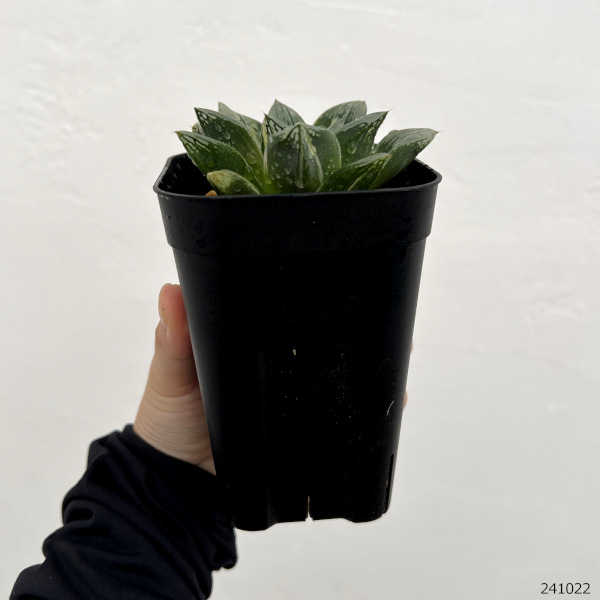 園芸ネット本店｜ハオルチア：エンジェル（グリーンウッディ交配特選