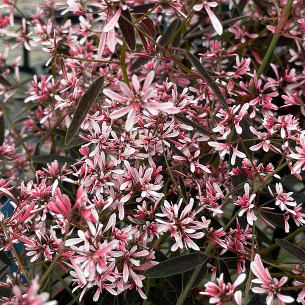 園芸ネット本店｜[26年4月上旬予約]ユーフォルビア：ピンクフロスト3号