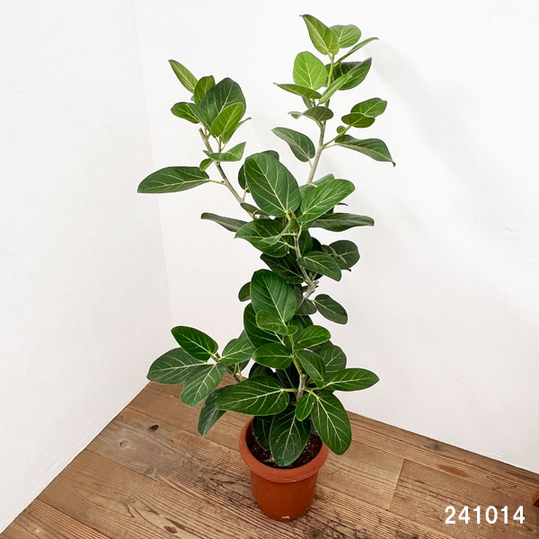 園芸ネット本店｜フィカス：ベンガレンシス オードリー 8号鉢植え（鉢