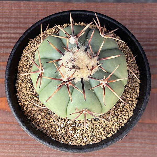 園芸ネット本店｜[ザ・ファームセレクト]サボテン：エキノカクタス