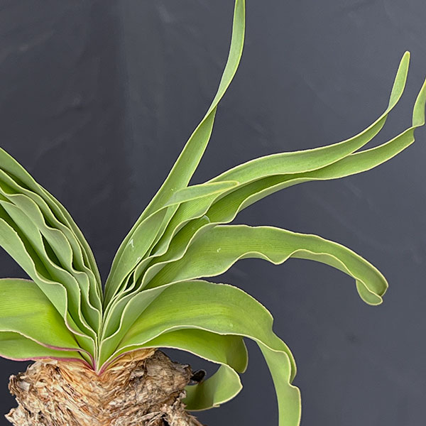 園芸ネット本店｜ブーファン：ディスティチャ 4号鉢植え* の通販【公式】