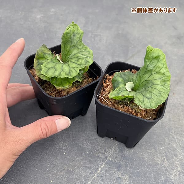 園芸ネット本店｜[ザ・ファームセレクト]ビカクシダ（コウモリラン