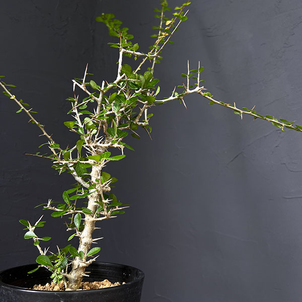 園芸ネット本店｜コミフォラ：シンプリキフォリア（小葉） 5号鉢植え