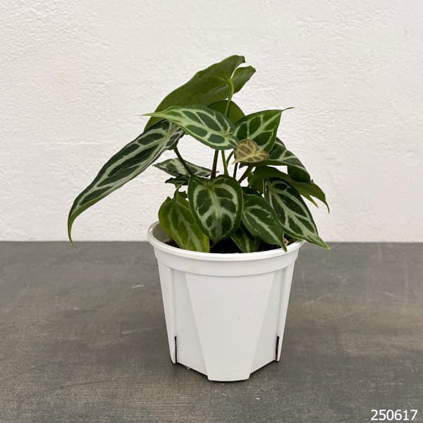 園芸ネット本店｜アンスリウム（原種）：クリスタリナム ホープ 3.5号