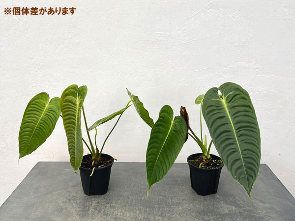 園芸ネット本店｜アンスリウム：ベイチー 4号ポット の通販【公式】