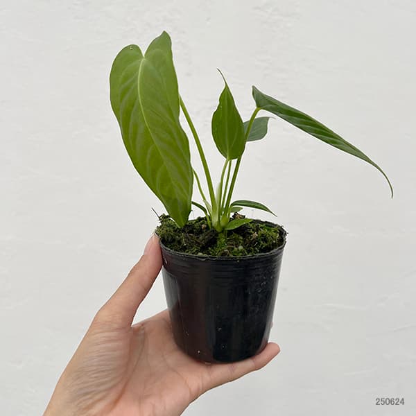 園芸ネット本店｜アンスリウム：ベイチー 4号ポット の通販【公式】