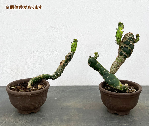 園芸ネット本店｜サボテン：オプンチア 亀甲団扇（キッコウウチワ