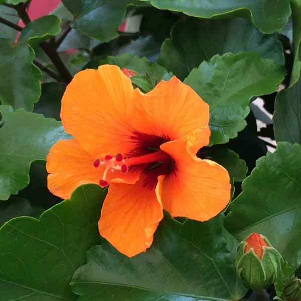 園芸ネット本店｜ハイビスカス（ニューロングライフ）：プチオレンジ