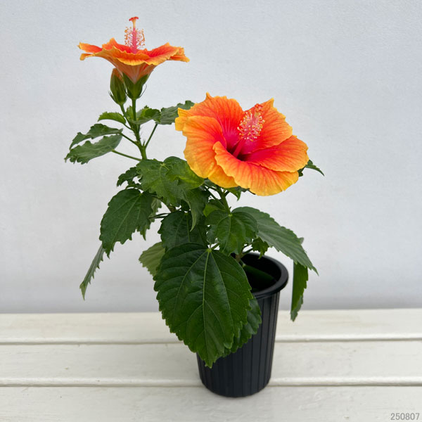 園芸ネット本店｜ハイビスカス（ニューロングライフ）：アポロガーデン