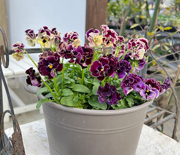 園芸ネット本店｜春待ちビオラ MSKガーデン小輪フリンジパンジー