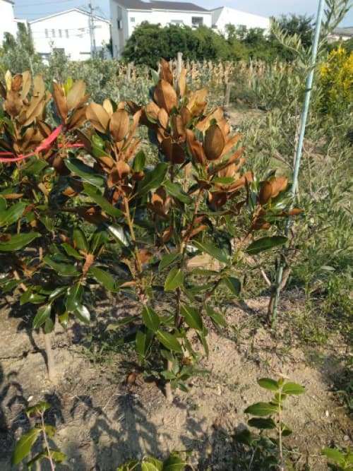 園芸ネット本店｜タイサンボク：リトルジェム 樹高1-1.2m根巻き の通販