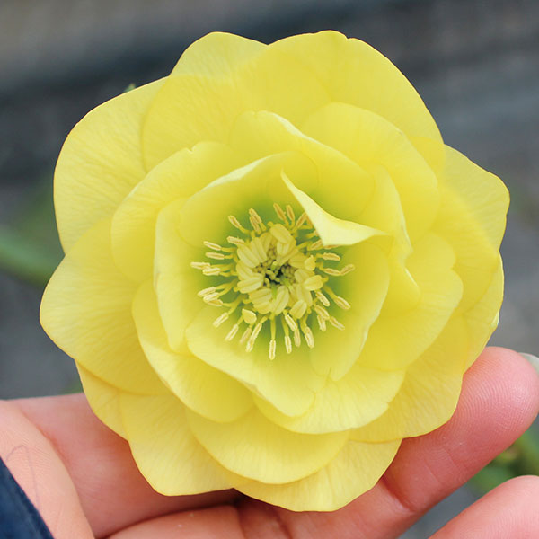 園芸ネット本店｜クリスマスローズ：イエローダブル3号ポット の通販