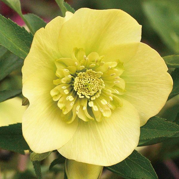 園芸ネット本店｜クリスマスローズ：スーパーイエローセミダブル3号