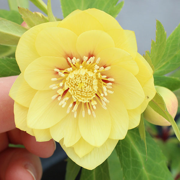 園芸ネット本店｜クリスマスローズ：オーレア交配ダブルセミミックス3