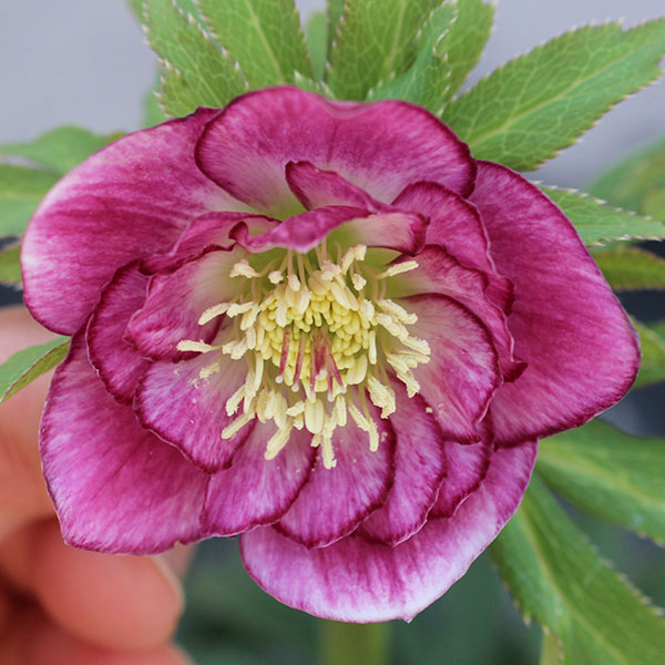 園芸ネット本店｜クリスマスローズ：クレオン交配ダブルセミミックス3