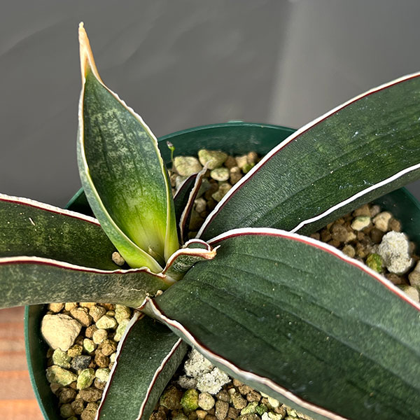 ブルーバット 超斑入り サンスベリア ロリダ 多肉植物 コーデックス