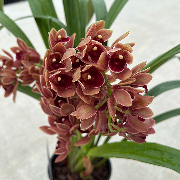 園芸ネット本店｜シンビジューム：フォアゴットンフルーツ花芽付き 4号