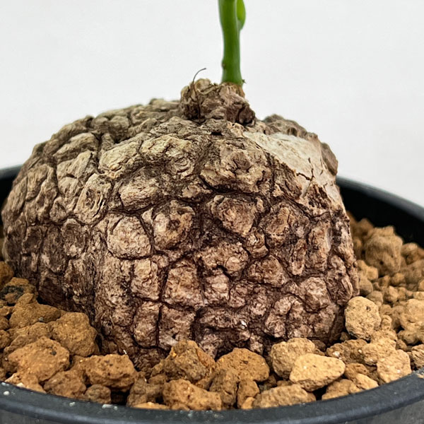 園芸ネット本店｜ステファニア：スベローサ 3.5号ポット の通販【公式】