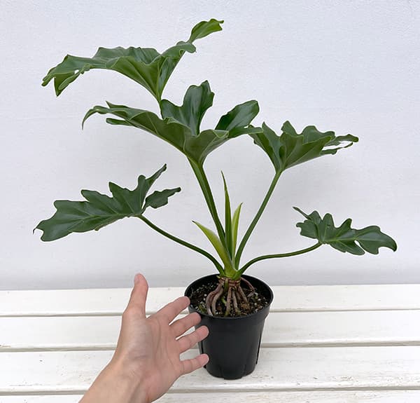 園芸ネット本店｜フィロデンドロン：セローム（根上がり仕立て） 4号