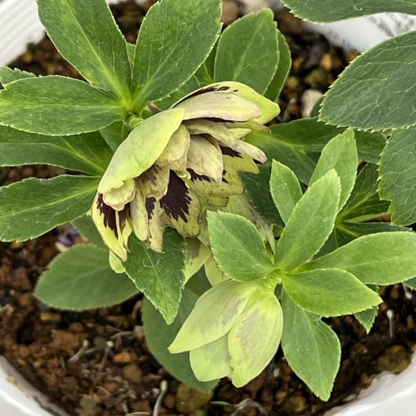 園芸ネット本店｜松村ナーセリーさんのクリスマスローズ：26-76ダブル