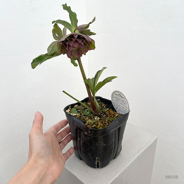 園芸ネット本店｜横山園芸さんのクリスマスローズ：26-09プリマドレス