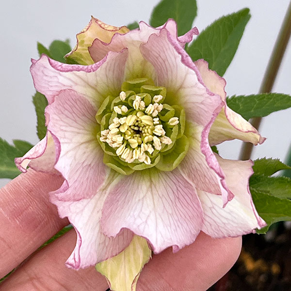 園芸ネット本店｜花郷園さんのクリスマスローズ：26-42パピエ5号