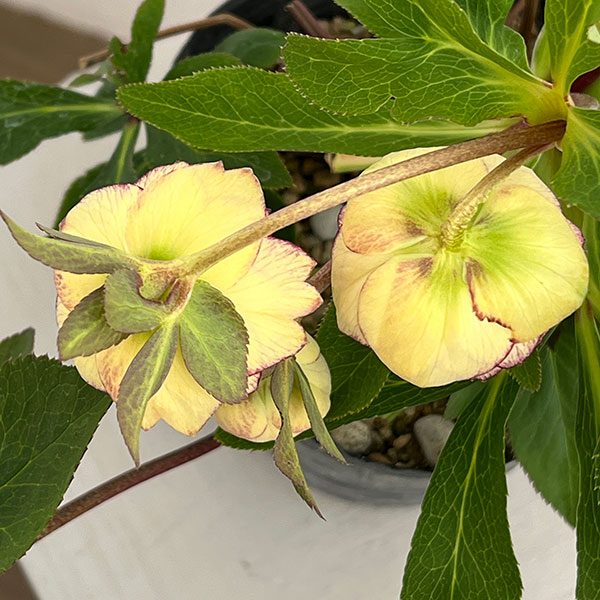 園芸ネット本店｜若泉ファームさんのクリスマスローズ：26-56ダブル