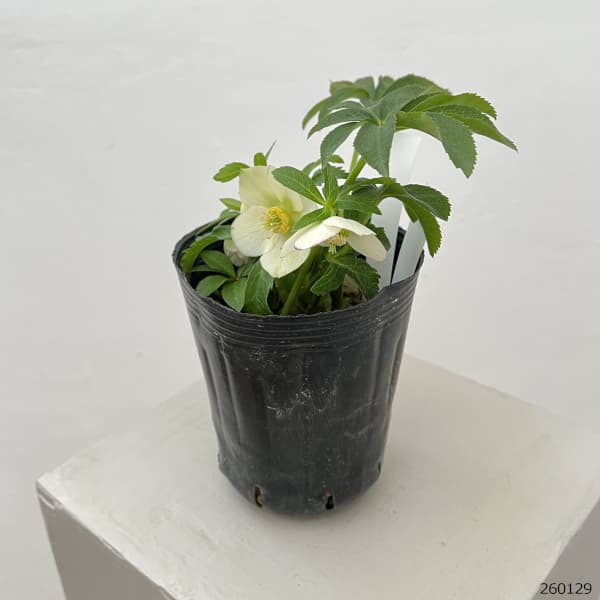 園芸ネット本店｜曽田園芸さんのクリスマスローズ：26-18姫小町