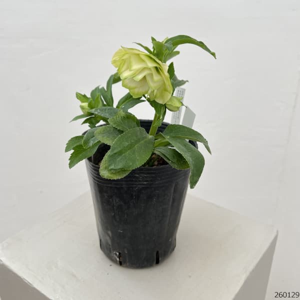 現品・ポットまま発送】超希少 曽田園芸クリスマスローズ 利休① 現品