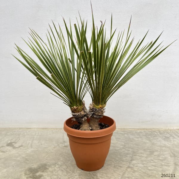 園芸ネット本店｜ユッカ：ロストラータ（2本立ち） 6号鉢植え の通販