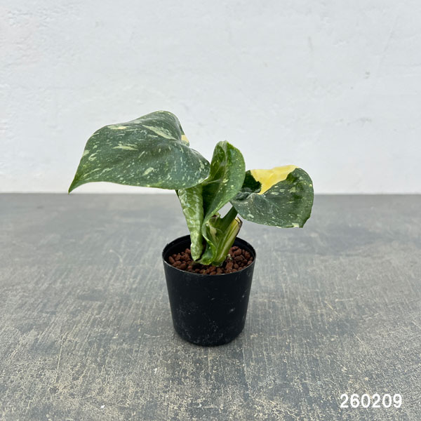 園芸ネット本店｜モンステラ：タイコンステレーション 2号ポット* の