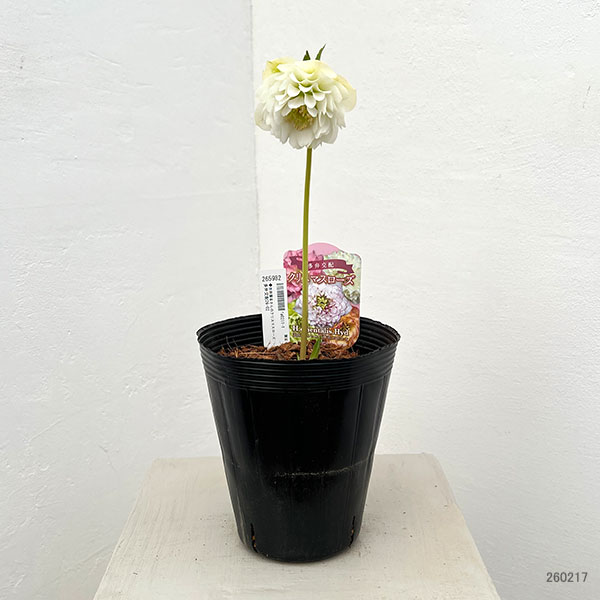 園芸ネット本店｜吉田園芸さんのクリスマスローズ：多弁交配26-02／4.5