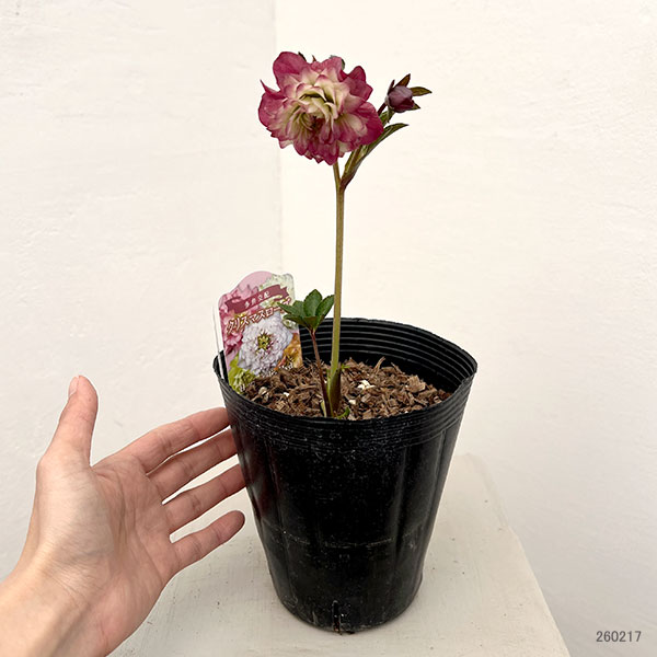 園芸ネット本店｜吉田園芸さんのクリスマスローズ：多弁交配26-09／4.5