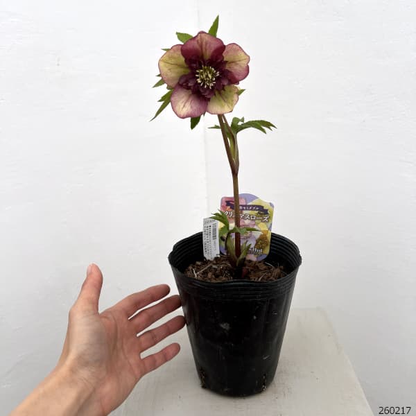 園芸ネット本店｜吉田園芸さんのクリスマスローズ：多弁交配セミダブル