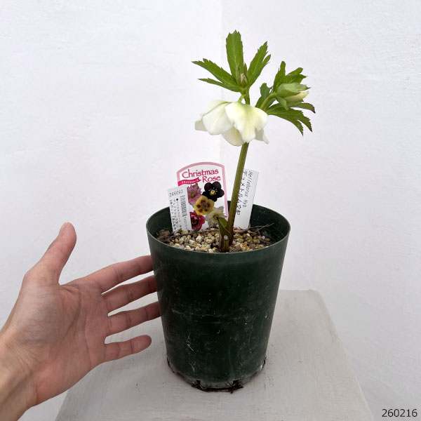 園芸ネット本店｜クリスマスローズ（原種交配種）：デュメトルム交配26