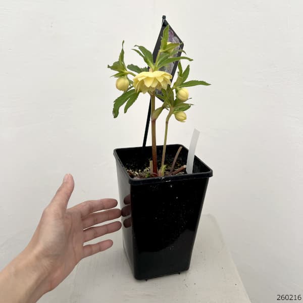 謙信様ご購入苗㉖-305㉖-317クリスマスローズ 謙信様ご購入苗㉖-305㉖