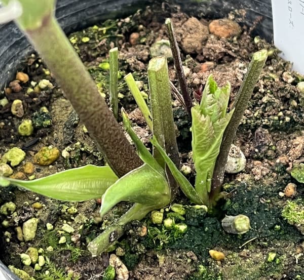 園芸ネット本店｜大和園さんのクリスマスローズ：26-12グリーンパステ