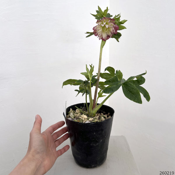 園芸ネット本店｜高正園さんのクリスマスローズ：26-03ダブル／4.5号