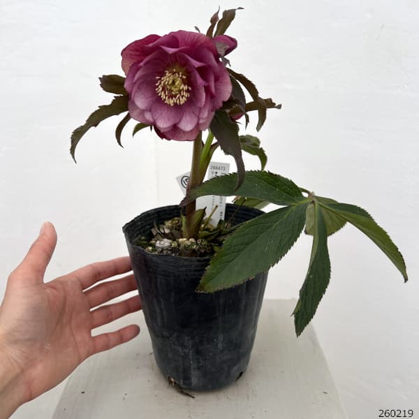 園芸ネット本店｜高正園さんのクリスマスローズ：26-17ダブル／4.5号