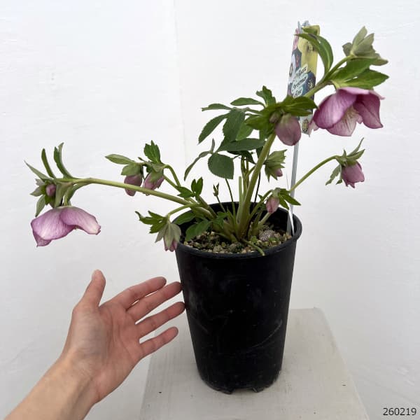 園芸ネット本店｜高正園さんのクリスマスローズ：26-57／5号ポット