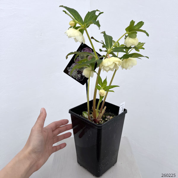 園芸ネット本店｜クリスマスローズ：セレクトダブル26-95／1.5Lポット