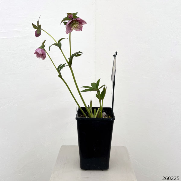 園芸ネット本店｜クリスマスローズ：セレクトセミダブル26-45／1.5L