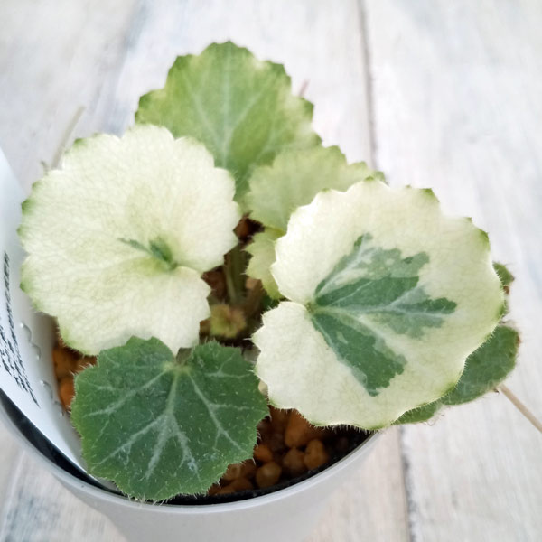 園芸ネット本店｜ユキノシタ：シチヘンゲ（七変化）2.5～3号ポット の