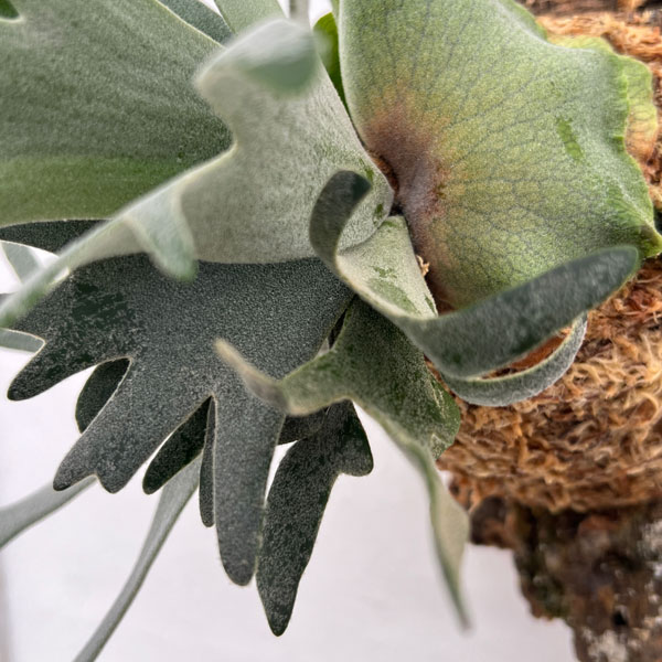 園芸ネット本店｜ビカクシダ（コウモリラン）：ウィリンキーバクテリア