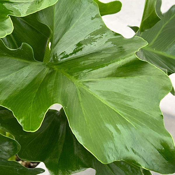 園芸ネット本店｜フィロデンドロン：セローム 4号鉢植え* の通販【公式】