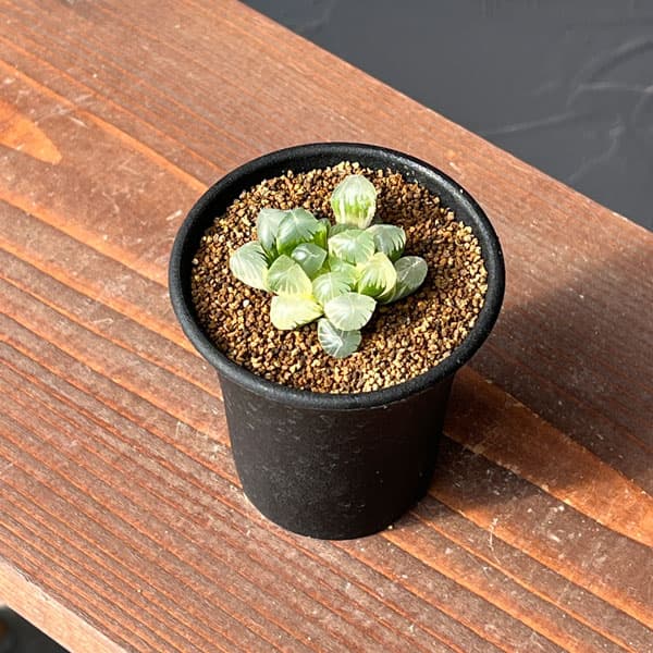 園芸ネット本店｜ハオルチア：姫オブツーサ錦2.5号鉢植え の通販【公式】