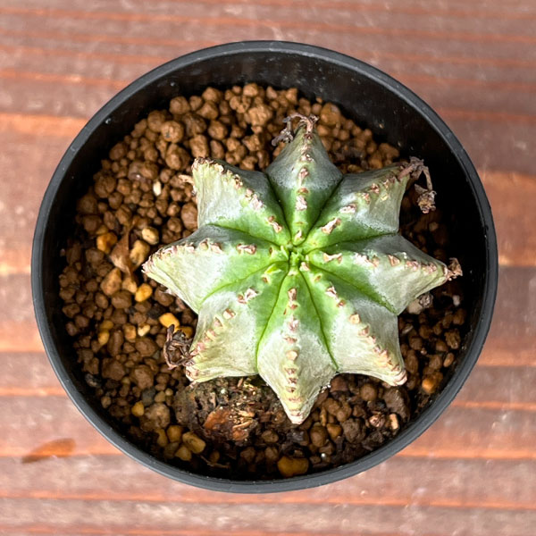 園芸ネット本店｜ユーフォルビア：ホリダ×バリダ 2.5号鉢植え の通販