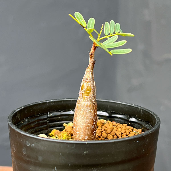 園芸ネット本店｜センナ：メリディオナリス（実生）2.5号鉢 の通販【公式】