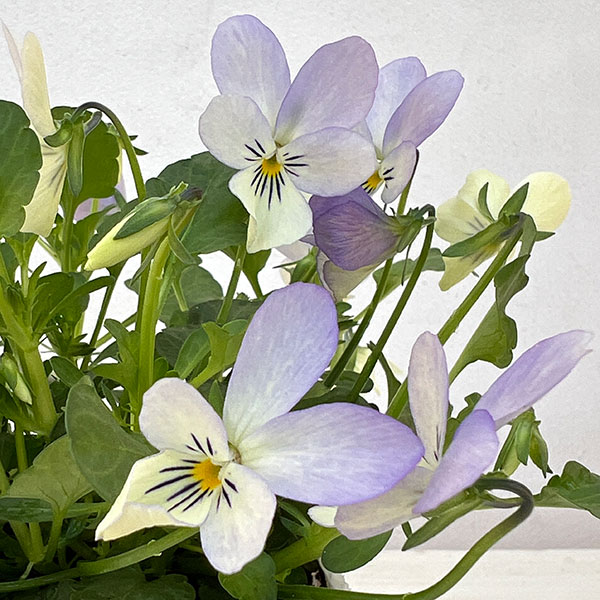 園芸ネット本店｜ビオラ：宮崎ビオラ（石川園芸さん） 白うさぎ3号