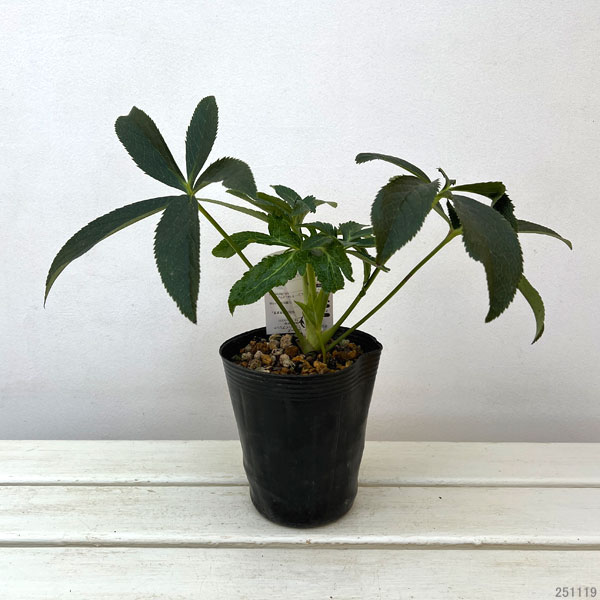 ペコ様ご購入苗㉖-261クリスマスローズ クリスマスローズネット販売